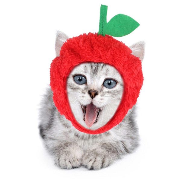 Bob pour chat en été