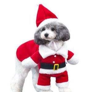 bonnet pour chien