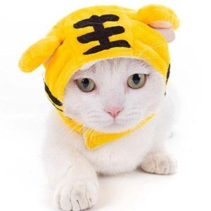 bonnet en tricot tigre pour chat