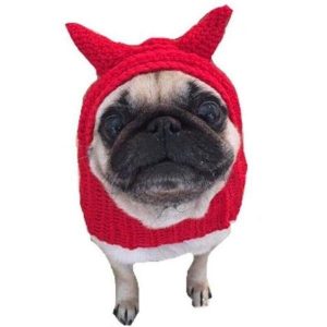 bonnet pour chien diable