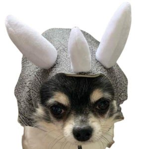 bonnet pour chien tricératops