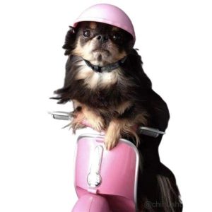 casque biker pour chien