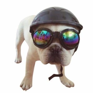 casquette pour chien