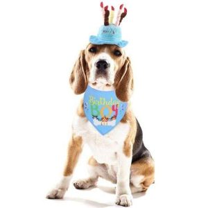 chapeau pour chien anniversaire