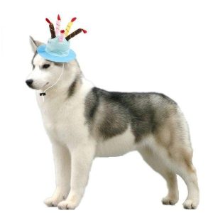 chapeau pour chien d'anniversaire