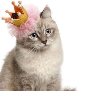chapeau princesse pour chat