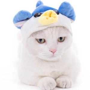 chapeau pour chat oiseau sauvage