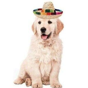 chapeau pour chien été
