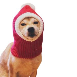 Bob pour Chien Noël