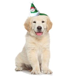chapeau pour chien festif