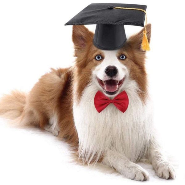 chapeau pour chien élégance