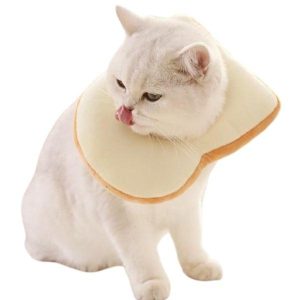 chapeau pour chat toast