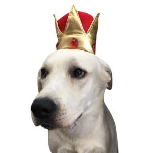 chapeau pour chien royal