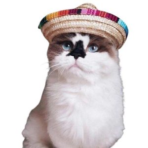 chapeau pour chat randonneur