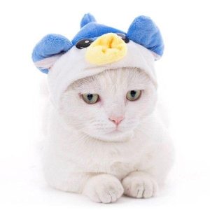 bob pour chat mignon